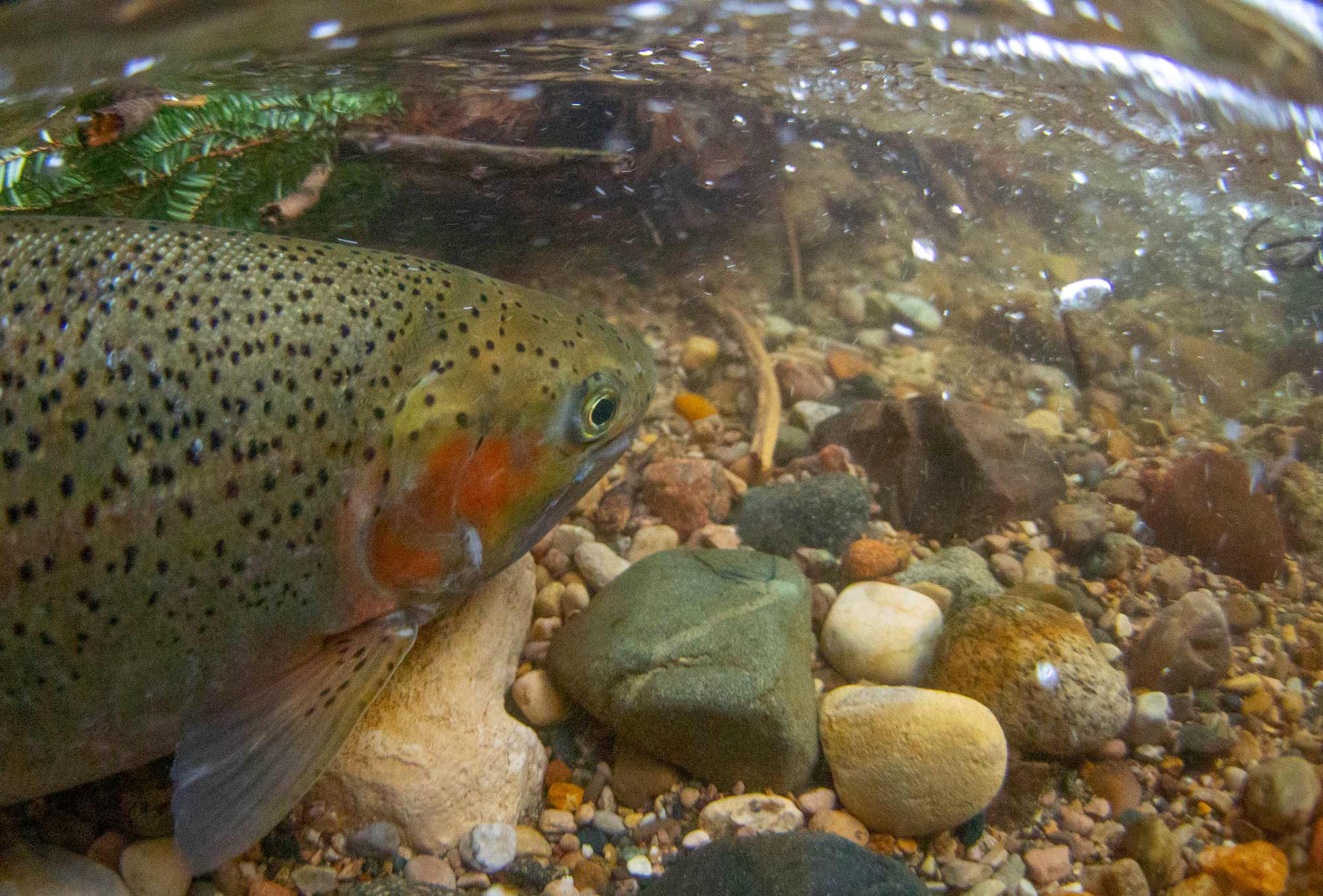Schrems West Michigan Trout Unlimited