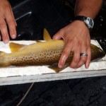 Colwater River brown trout
