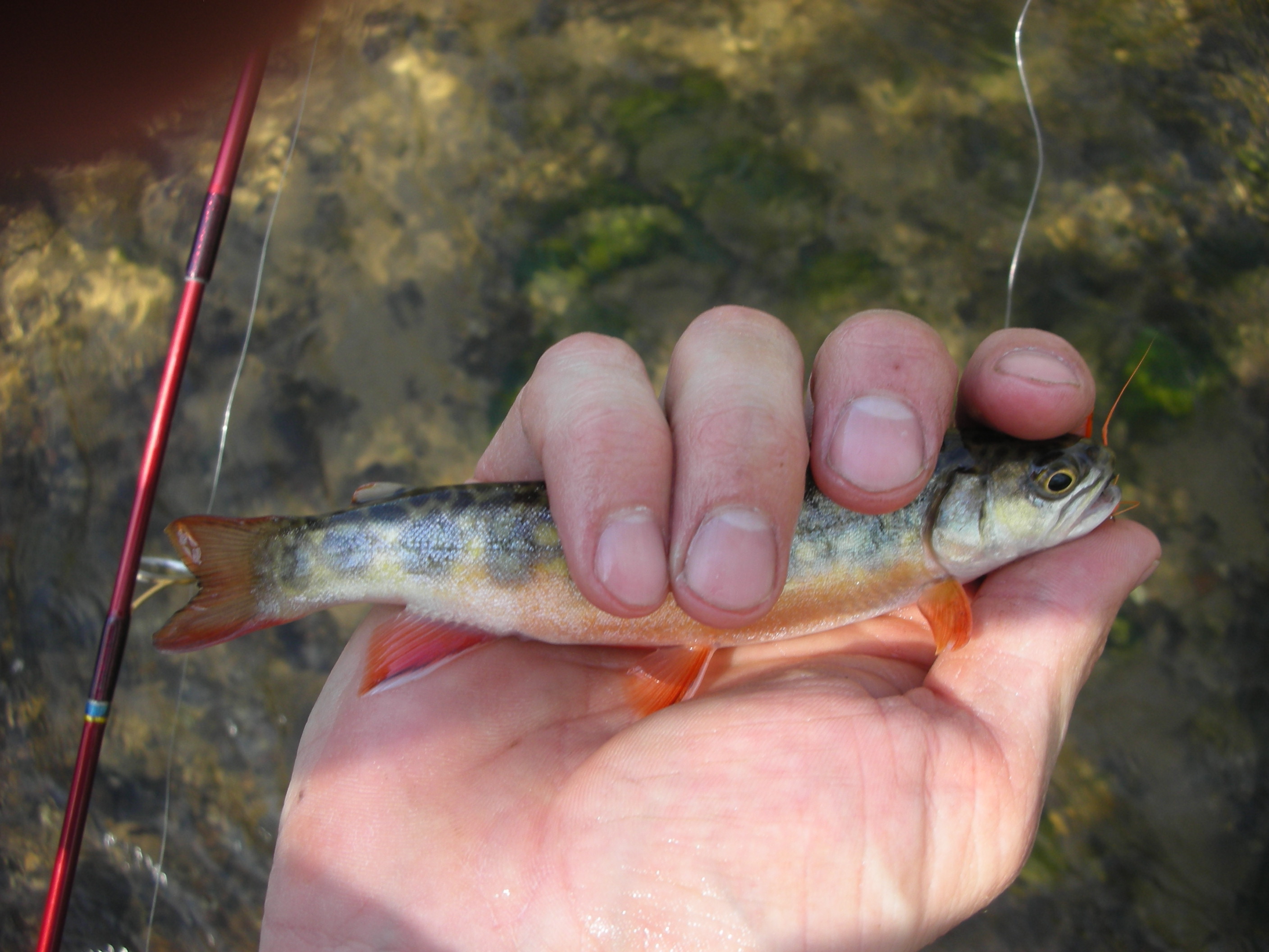 Stegman Creek brook trout