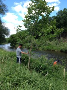 RogueTreePlanting1