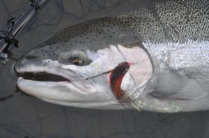 Steelhead, courtesy Matt Supinski