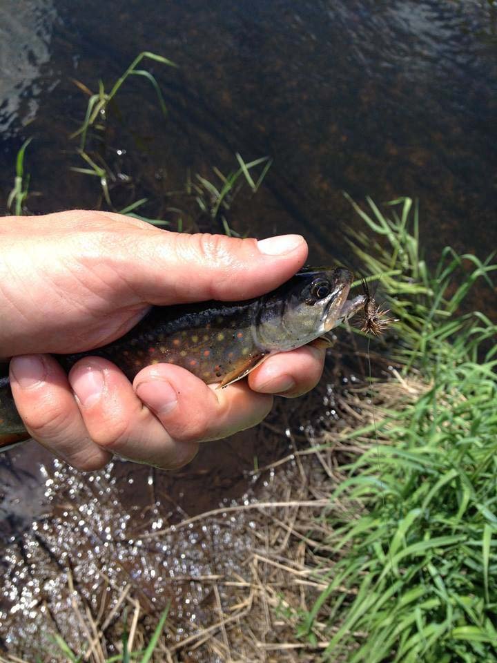 GVSU to study brook trout in Cedar Creek