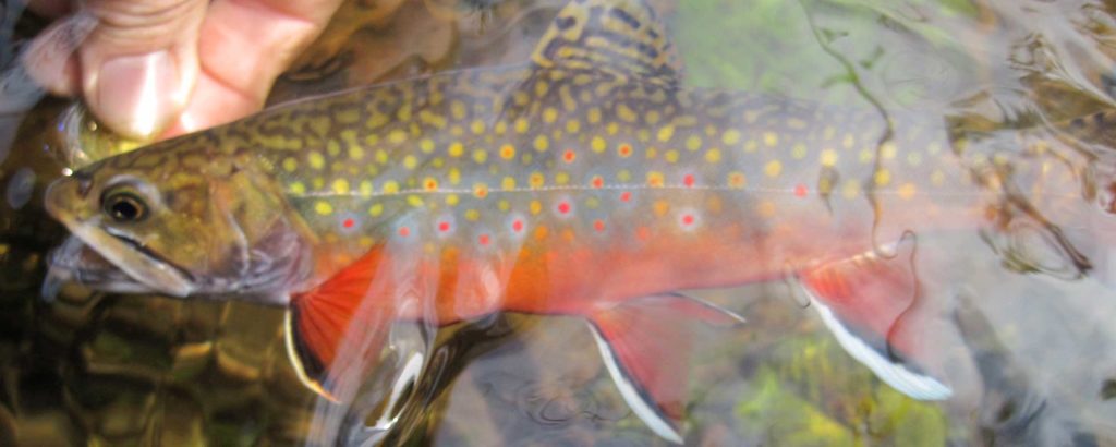 Brook Trout