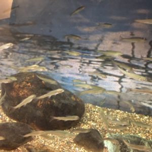 Small Alaskan Arctic Grayling on display at the Wolf Lake Hatchery.