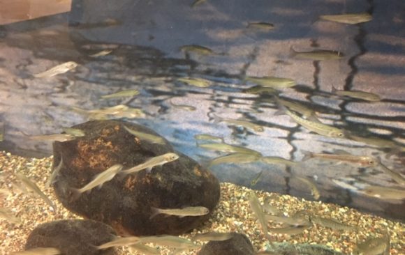 Small Alaskan Arctic Grayling on display at the Wolf Lake Hatchery.