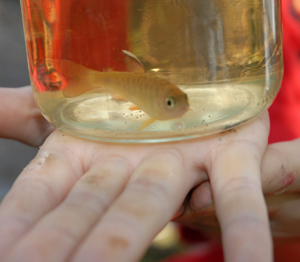 Salmon in Classroom