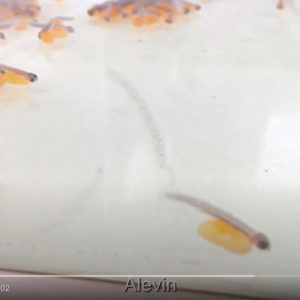 Salmon in the Classroom - fish tank