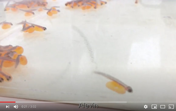 Salmon in the Classroom - fish tank