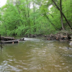 Coldwater River awarded another Embrace-A-Stream Grant