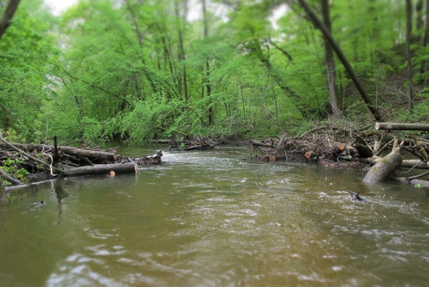 Coldwater River awarded another Embrace-A-Stream Grant