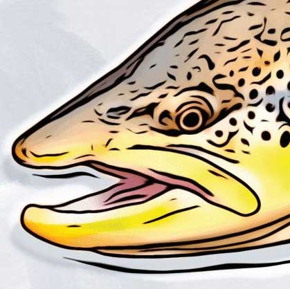 brown-trout-icon-419
