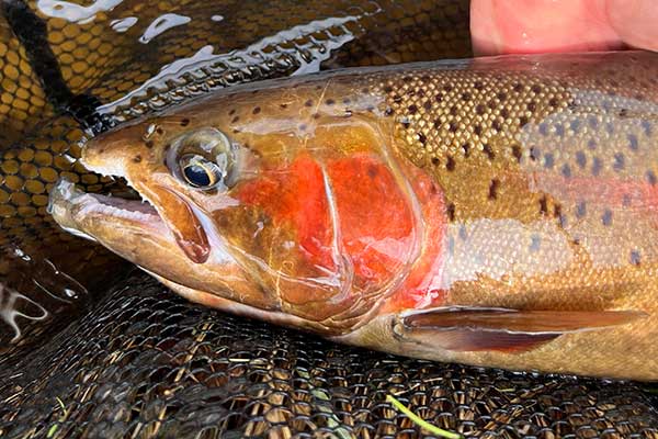 Fall steelhead