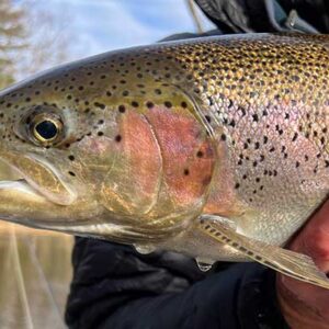 Steelhead in the spring