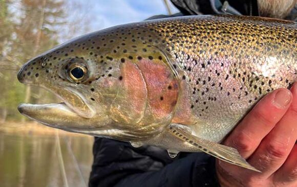steelhead_spring-600 Steelhead in the spring