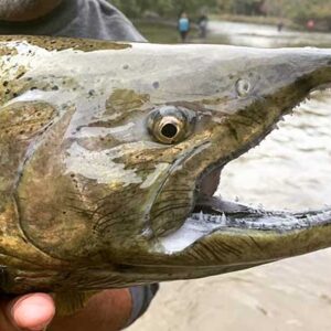 salmon-river-600 Chinook salmon caught in a river