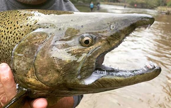salmon-river-600 Chinook salmon caught in a river