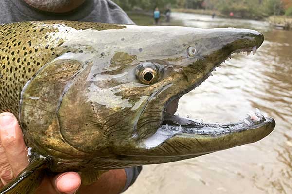 Chinook salmon caught in a river