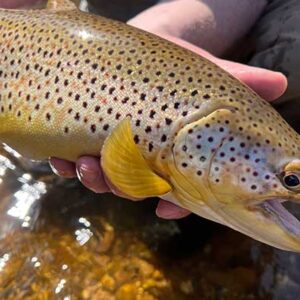 Brown trout caught in a Michigan river