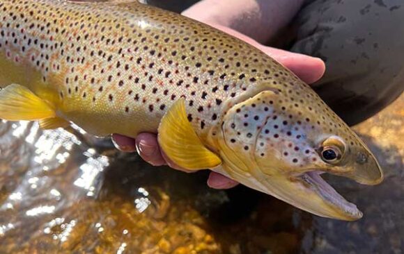 trout-river-600 Brown trout caught in a Michigan river