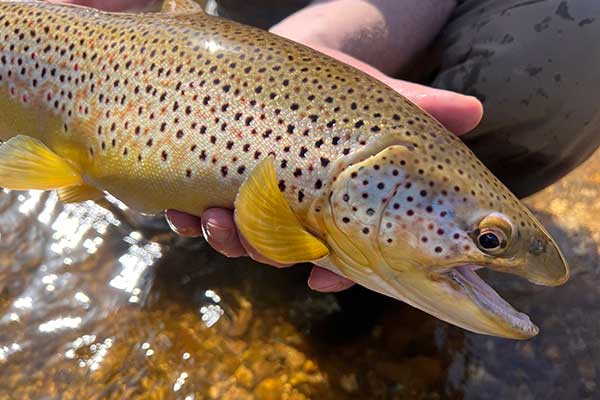 Brown trout caught in a Michigan river