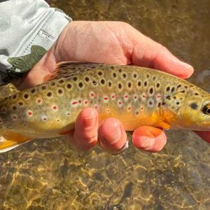 Brown trout