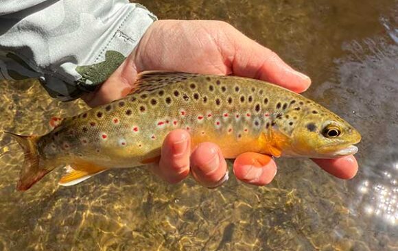 trout-river2-600 Brown trout
